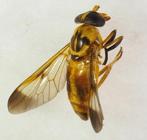 Diachlorus curvipes